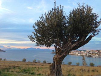 The Olive Tree - Photo by Katerina Moutsatsou